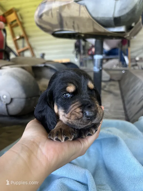 Blue – Basset Hound puppy for sale in Blackshear, GA