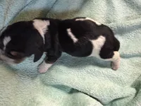Tri, a male Basset Hound for sale in Blackshear, GA – 5 of 5