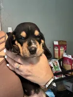 Green male dolly, a male Basset Hound for sale in Blackshear, GA – 6 of 6