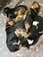 Red , a male Basset Hound for sale in Blackshear, GA – 5 of 7