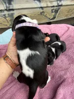 Purple tri, a female Basset Hound for sale in Blackshear, GA – 3 of 9