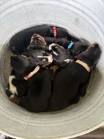 Tan girl, a female Basset Hound for sale in Blackshear, GA – 5 of 7