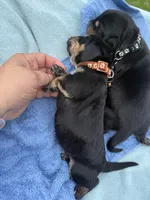 Brown, a male Basset Hound for sale in Blackshear, GA – 3 of 6