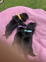Purple dolly, a female Basset Hound for sale in Blackshear, GA – 5 of 7