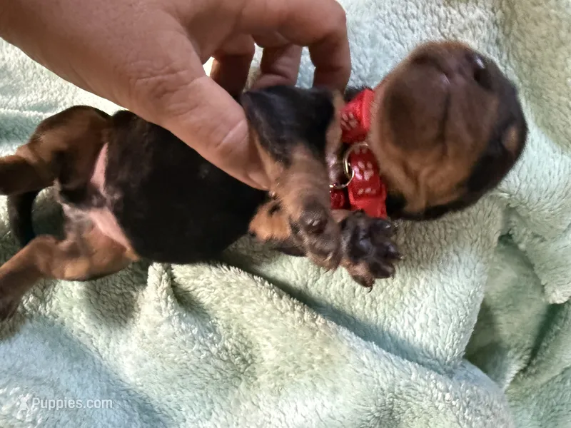 Red  – Basset Hound puppy for sale in Blackshear, GA