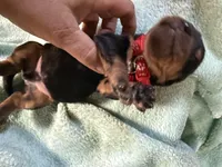 Red , a male Basset Hound for sale in Blackshear, GA – 1 of 7