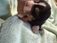 Tri, a male Basset Hound for sale in Blackshear, GA – 4 of 5