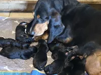 Yellow, a female Basset Hound for sale in Blackshear, GA – 5 of 6