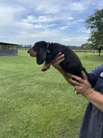 Black male dolly, a male Basset Hound for sale in Blackshear, GA – 6 of 6