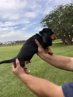 Black male dolly, a male Basset Hound for sale in Blackshear, GA – 3 of 6