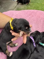 Purple dolly, a female Basset Hound for sale in Blackshear, GA – 4 of 7