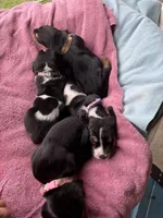 Tan girl, a female Basset Hound for sale in Blackshear, GA – 7 of 7