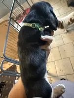 Green male dolly, a male Basset Hound for sale in Blackshear, GA – 4 of 6