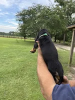 Green male dolly, a male Basset Hound for sale in Blackshear, GA – 6 of 9