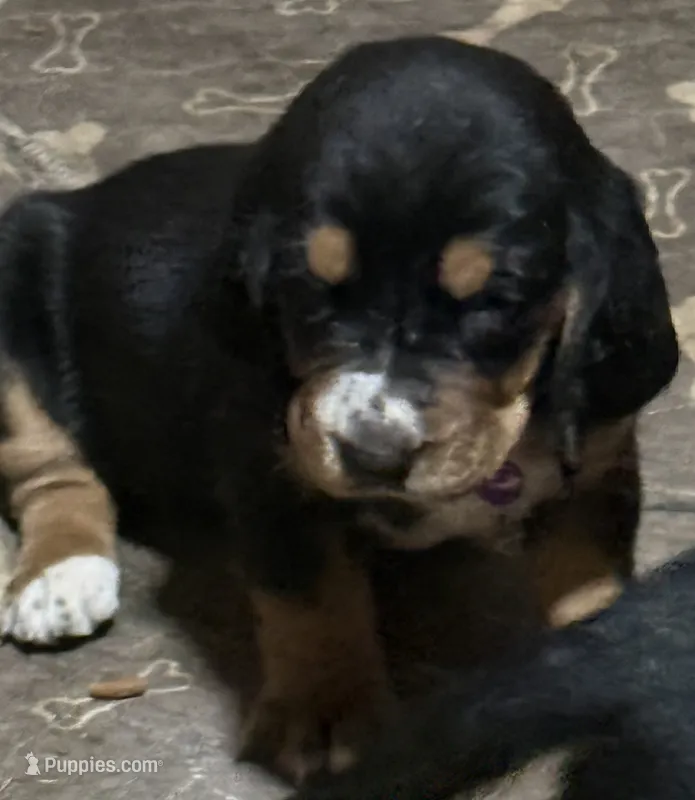 Yellow – Basset Hound puppy for sale in Blackshear, GA