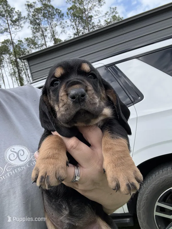 Brown – Basset Hound puppy for sale in Blackshear, GA