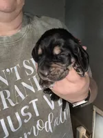 Brown, a male Basset Hound for sale in Blackshear, GA – Photo 2 of 4