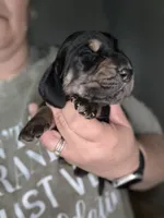 Brown, a male Basset Hound for sale in Blackshear, GA – Photo 1 of 4