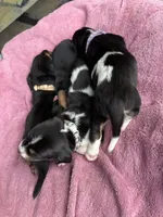 Purple tri, a female Basset Hound for sale in Blackshear, GA – 8 of 9