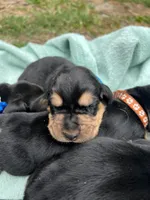 Light blue, a male Basset Hound for sale in Blackshear, GA – Photo 8 of 9