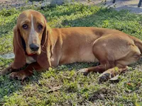 Light blue, a male Basset Hound for sale in Blackshear, GA – Photo 7 of 9
