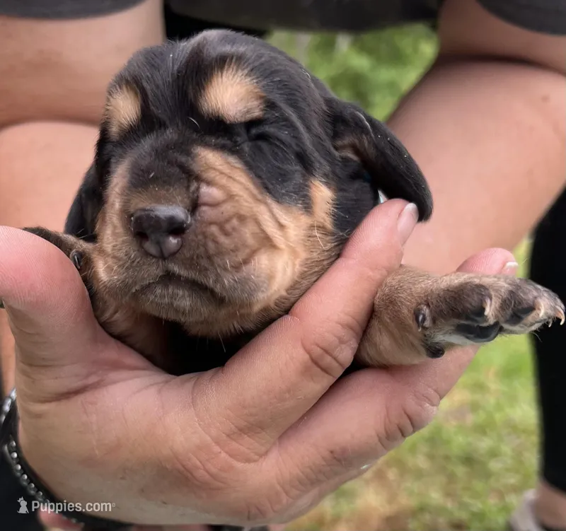 Light blue, a male Basset Hound for sale in Blackshear, GA – Photo 1 of 9