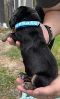 Light blue, a male Basset Hound for sale in Blackshear, GA – Photo 3 of 9