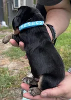 Light blue, a male Basset Hound for sale in Blackshear, GA – Photo 4 of 9