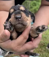 Light blue, a male Basset Hound for sale in Blackshear, GA – Photo 2 of 9