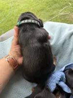 Dark Green Boy, a male Basset Hound for sale in Blackshear, GA – 7 of 7