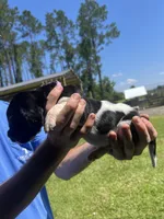 Purple tri, a female Basset Hound for sale in Blackshear, GA – 7 of 9
