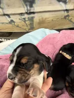 Purple tri, a female Basset Hound for sale in Blackshear, GA – 6 of 9