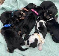 Black, a male Basset Hound for sale in Blackshear, GA – Photo 8 of 9