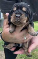 Black, a male Basset Hound for sale in Blackshear, GA – Photo 3 of 9