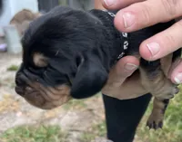 Black, a male Basset Hound for sale in Blackshear, GA – Photo 2 of 9