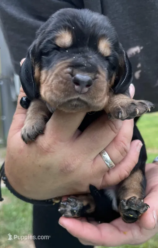 Black, a male Basset Hound for sale in Blackshear, GA – Photo 1 of 9
