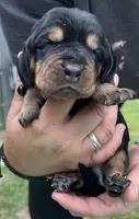 Black, a male Basset Hound for sale in Blackshear, GA – Photo 1 of 9