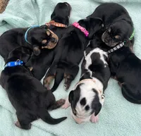 Black, a male Basset Hound for sale in Blackshear, GA – Photo 6 of 9