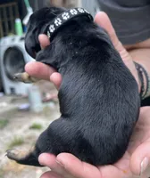 Black, a male Basset Hound for sale in Blackshear, GA – Photo 5 of 9