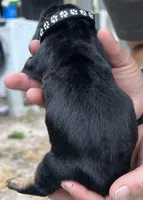 Black, a male Basset Hound for sale in Blackshear, GA – Photo 4 of 9