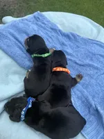 Orange, a male Basset Hound for sale in Blackshear, GA – 3 of 6