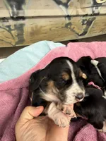 Purple tri, a female Basset Hound for sale in Blackshear, GA – 2 of 9