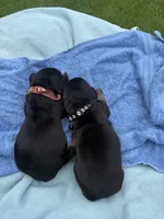 Black, a male Basset Hound for sale in Blackshear, GA – 4 of 8