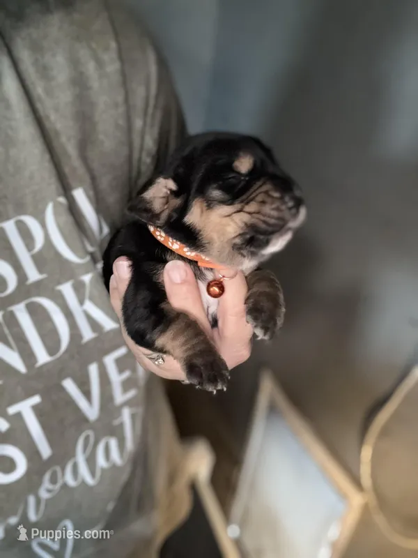 Orange – Basset Hound puppy for sale in Blackshear, GA