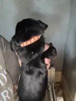 Orange, a female Basset Hound for sale in Blackshear, GA – Photo 3 of 4