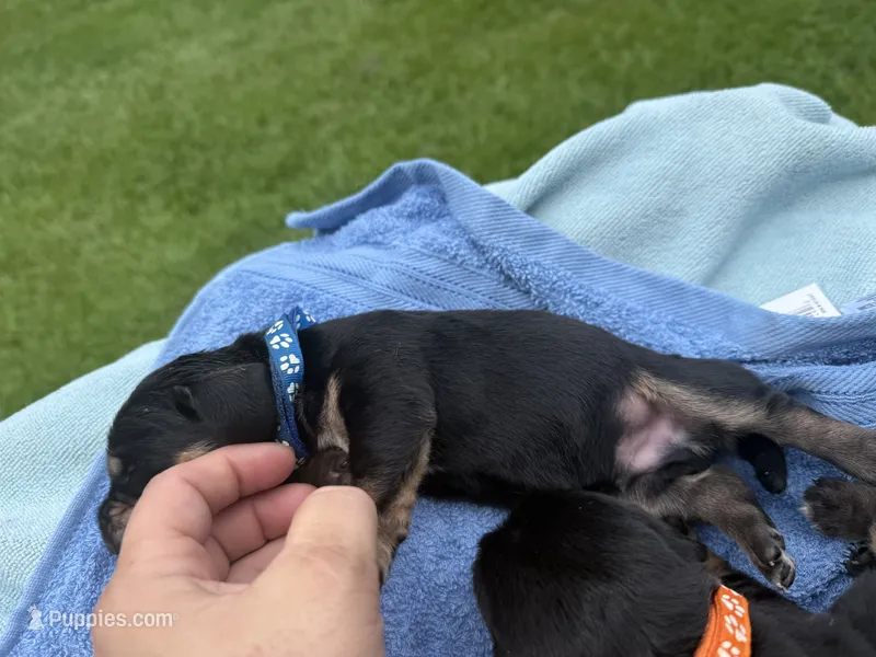 Blue – Basset Hound puppy for sale in Blackshear, GA