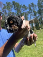 Purple tri, a female Basset Hound for sale in Blackshear, GA – 1 of 9