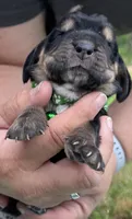 Green, a male Basset Hound for sale in Blackshear, GA – Photo 3 of 9