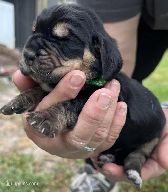 Green, a male Basset Hound for sale in Blackshear, GA – Photo 1 of 9
