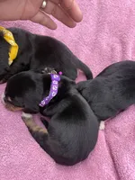 Yellow, a female Basset Hound for sale in Blackshear, GA – 3 of 6